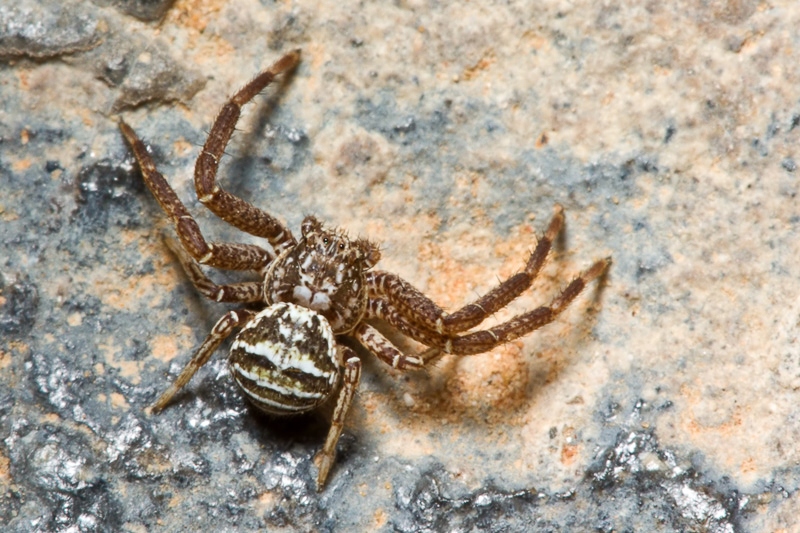 Xysticus sp.